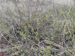 Spiraea hypericifolia