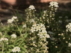 Lysimachia candida