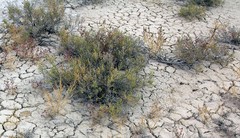 Salsoleae