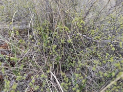 Spiraea hypericifolia