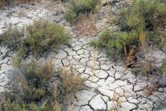 Salsoleae