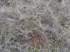 Spiraea hypericifolia