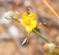 Verbascum pinnatifidum
