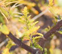 Verbascum pinnatifidum