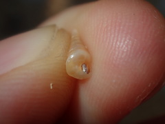 Colpospira guillaumei