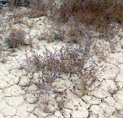 Salsoleae