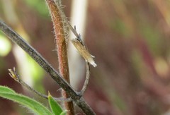 Isophrictis kefersteiniella