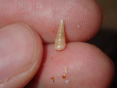 Colpospira guillaumei