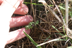 Oxalis dentata