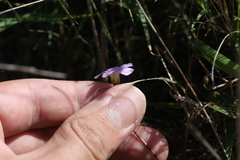 Oxalis dentata