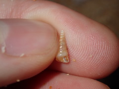 Colpospira guillaumei