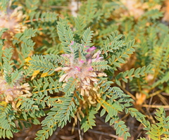 Astragalus thracicus