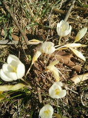 Crocus ochroleucus