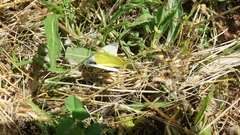 Pieris rapae