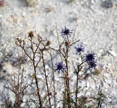 Echinops ritro meyeri