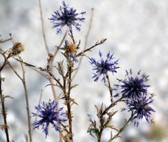 Echinops ritro meyeri