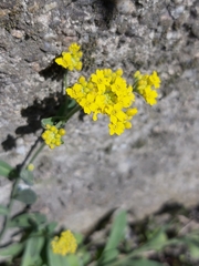 Aurinia saxatilis