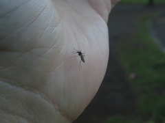 Aedes albifasciatus