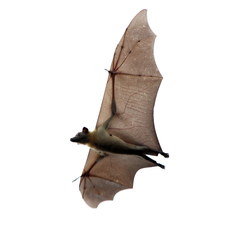 African Straw-Colored Fruit Bat photo 2