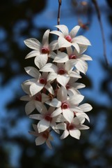 Dendrobium barbatulum