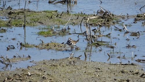 Killdeer photographed in Iowa