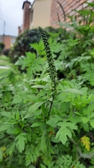 Angiospermae