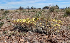 Eriogonum douglasii