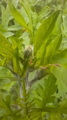 Angiospermae