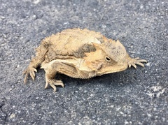 Phrynosoma braconnieri