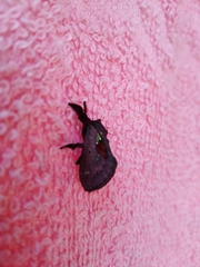 Euclea mesoamericana