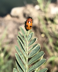 Coptocephala pallens