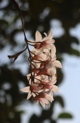 Dendrobium barbatulum