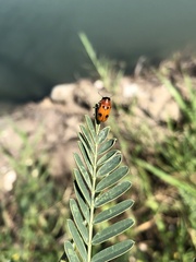 Coptocephala pallens