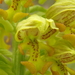 Orchis punctulata - Photo 由 Krylenko VV 所上傳的 (c) Krylenko VV，保留部份權利CC BY-NC