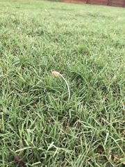 Conocybe deliquescens