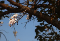 Dendrobium barbatulum