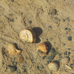 Amphibola crenata