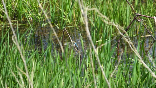 Common Green Darner photographed in Nebraska