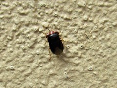 Geocoris erythrocephalus