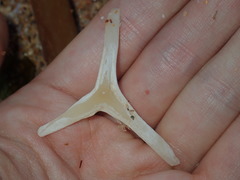 Dicotylichthys punctulatus