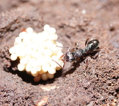 Rhytidoponera victoriae