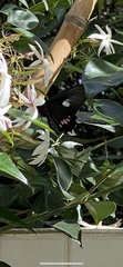 Parides neophilus