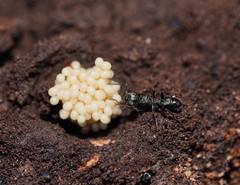 Rhytidoponera victoriae