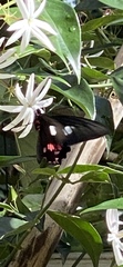 Parides neophilus