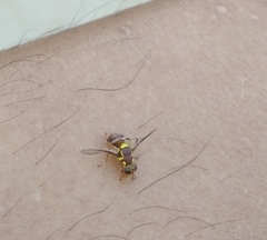 Bactrocera