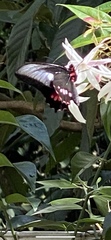 Parides neophilus