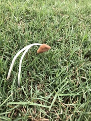 Conocybe deliquescens