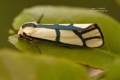 Anaphosia cyanogramma