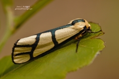Anaphosia cyanogramma
