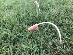 Conocybe deliquescens